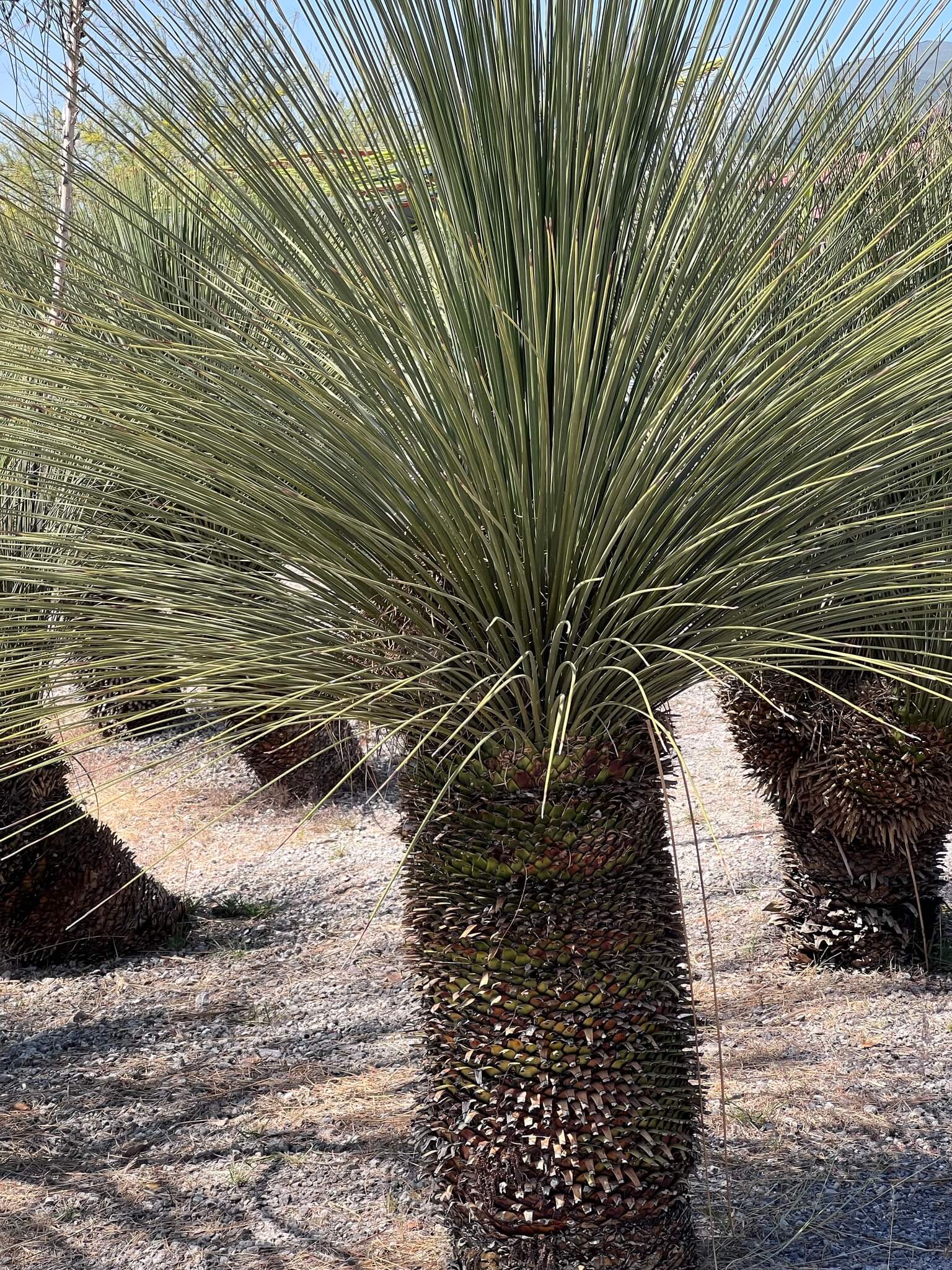 Dasylirion longissimum